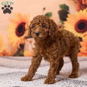 Coby, Miniature Poodle Puppy
